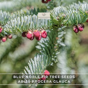 Blue Noble Fir Tree Seeds – Abies Procera Glauca | Evergreen Conifer with Silvery-Blue Needles for Landscaping