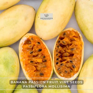 Banana Passion Fruit Vine Seeds – Passiflora Mollisima | Fast-Growing Edible Evergreen Vine with Exotic Fruit