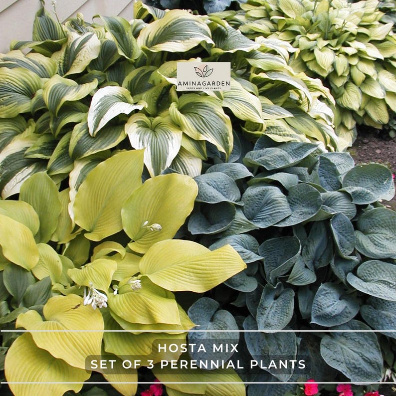 May Hosta Hosta Mix – Set of 3 Perennial Plants in 4