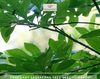 Fragrant Sassafras Tree Seeds - Hardy Sassafras Albidum with Stunning Fall Color