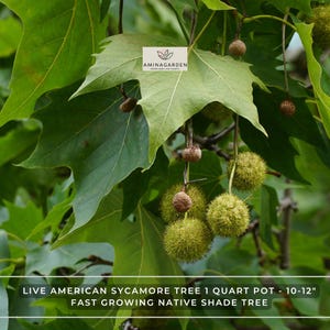 May include: An American Sycamore tree with broad, lobed green leaves and spherical, spiky seed pods hanging from thin stems. A logo with the text AMINAGARDEN is visible. Text at the bottom reads LIVE AMERICAN SYCAMORE TREE 1 QUART POT - 10-12".