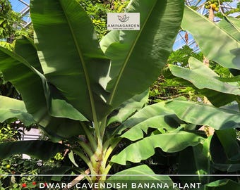 Live Dwarf Cavendish Banana Tree (Musa) - 4-6" Starter Plant in 2.5" Cup - Sweet Fruit - Indoor / Outdoor Tropical Plant