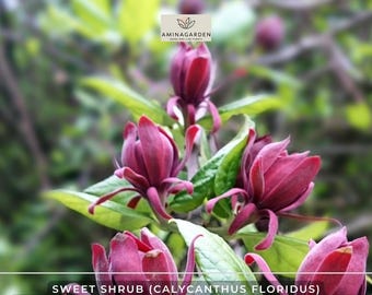 Live Carolina Allspice (Sweet Shrub) - 4" / Quart Pot - Fragrant Dark Red Blooms - Calycanthus