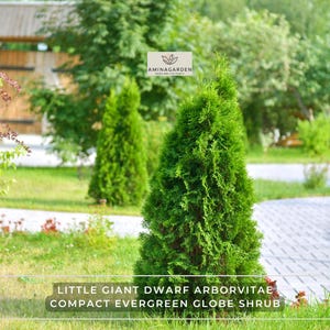 May include: A vibrant green Little Giant Dwarf Arborvitae, a compact evergreen globe shrub, stands prominently in a garden setting. The image features lush foliage and the text "AMINAGARDEN". The shrub is surrounded by green grass and other plants.