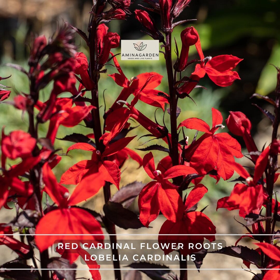 Red Cardinal Flower Roots (5) – Lobelia Cardinalis, Hardy Perennial ...
