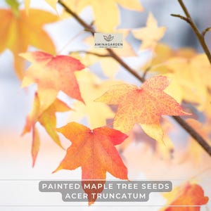 Painted Maple Tree Seeds – Acer Truncatum (Acer pictum) – Brilliant Fall Color, Hardy Ornamental Tree, Bonsai Potential
