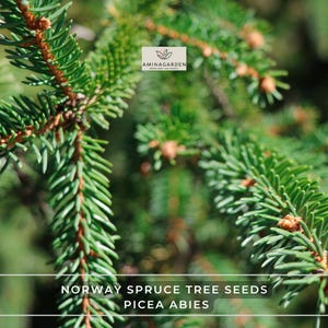 Norway Spruce Tree Seeds – Picea Abies | Fast-Growing Evergreen for Windbreaks, Privacy, or Landscape