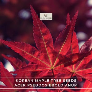 Korean Maple Tree Seeds – Acer Pseudosieboldianum | Showy Fast-Growing Tree with Brilliant Fall Color