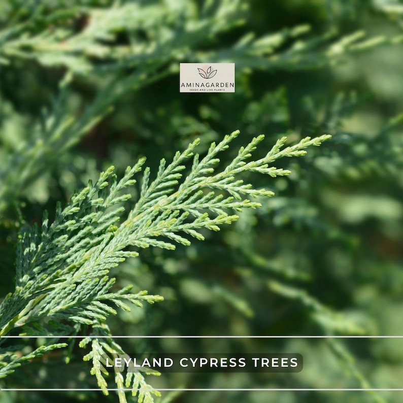 AminaGarden Leyland Cypress Trees