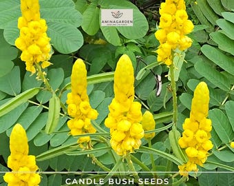 20 Candle Bush Seeds - Cassia Alata Senna Tree Plant, Attracts Butterflies 7 thumbnail image