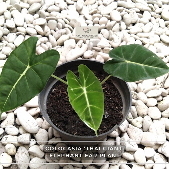 rubber tree house plant Rubber Tree main image 1