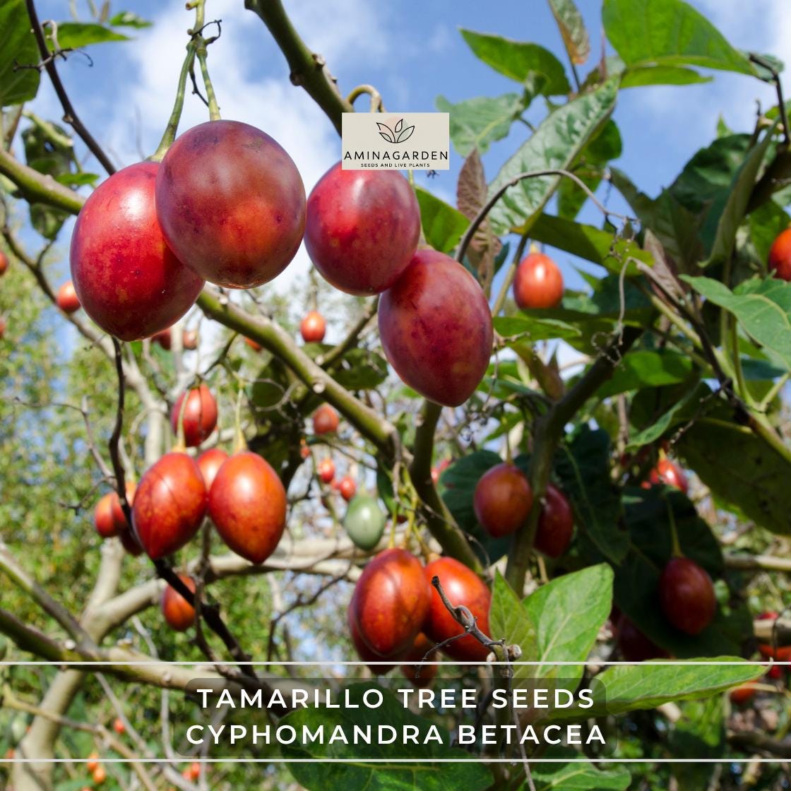 Tamarillo Tree Seeds  Cyphomandra Betacea  Fast-growing Edible Tree  Tomato for Tropical & Subtropical Gardens - Etsy
