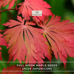 Full Moon Maple Seeds (Acer Japonicum) – Hardy Tree with Brilliant Fall Color, Great for Bonsai, Easy to Grow