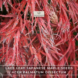 Lace Leaf Japanese Maple Seeds – Acer palmatum Dissectum | Showy Tree with Elegant Leaves & Brilliant Fall Color