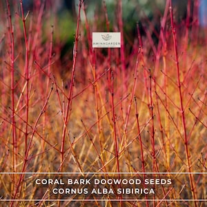 Coral Bark Dogwood Seeds – Cornus Alba Sibirica, Hardy Ornamental Shrub