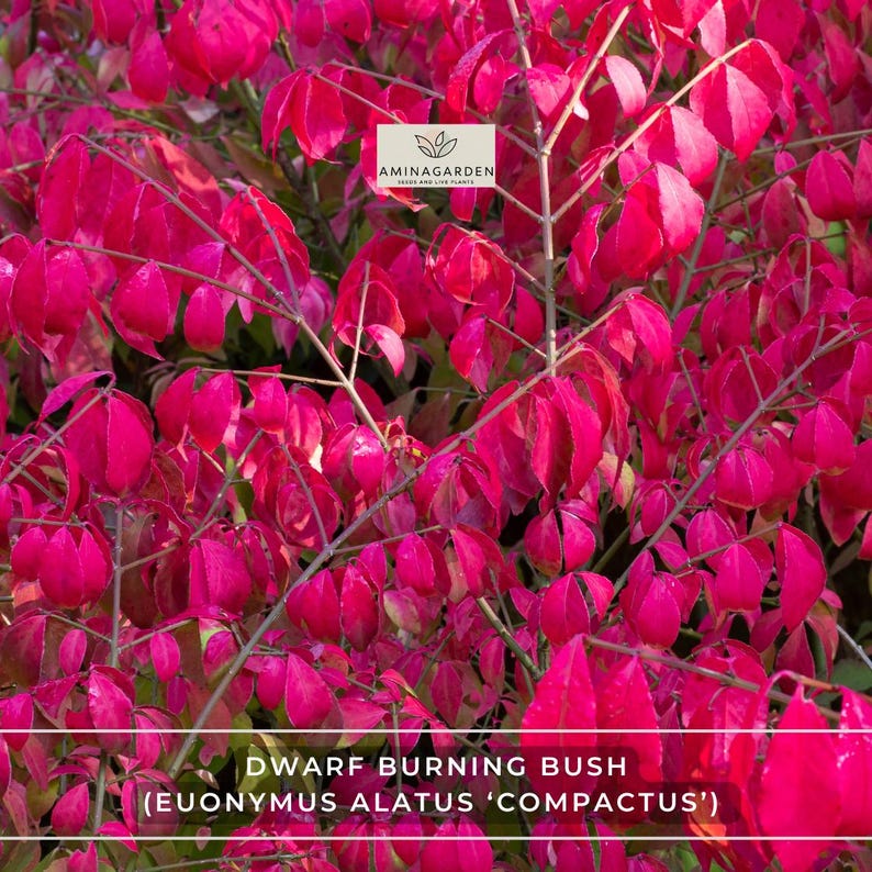 AminaGarden Dwarf Burning Bush - Thumbnail 4