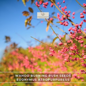 Wahoo Burning Bush Seeds – Euonymus atropurpureus (Hardy Shrub, Brilliant Fall Color, Showy)