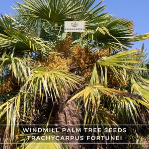 Windmill Palm Tree Seeds – Trachycarpus Fortunei | Hardy Evergreen Palm for Tropical Landscapes & Containers