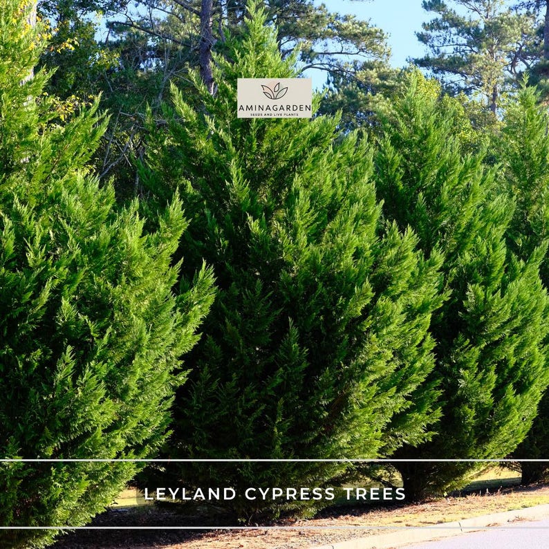 AminaGarden Leyland Cypress Trees - Thumbnail 3
