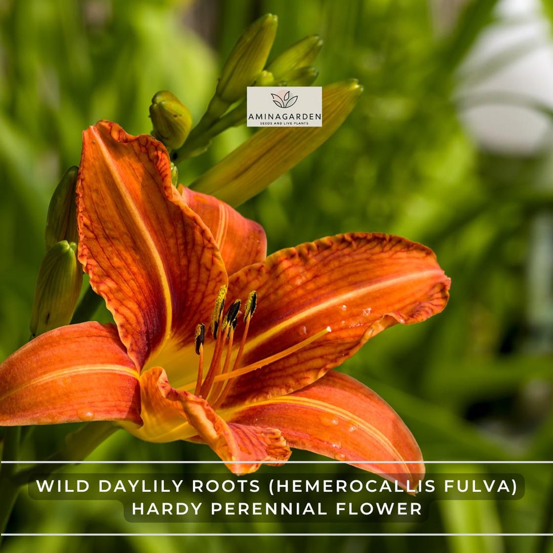 Wild Daylily Roots – 25 Fan Root Systems (hemerocallis Fulva) Hardy ...