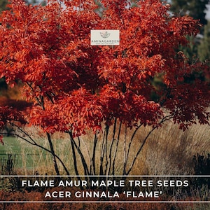 May include: A vibrant image of a Flame Amur Maple tree, Acer Ginnala 'Flame', showcasing brilliant red foliage. The tree's branches are dark against the backdrop of the colorful leaves. The image includes the Aminagarden logo and text: Flame Amur Maple Tree Seeds.