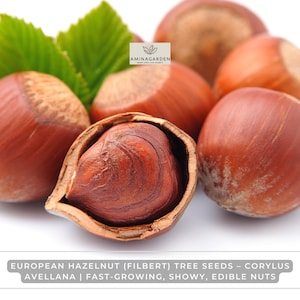 European Hazelnut (Filbert) Tree Seeds – Corylus avellana | Fast-Growing, Showy, Edible Nuts
