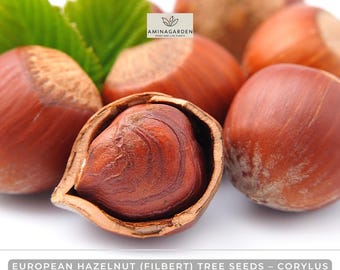 European Hazelnut (Filbert) Tree Seeds – Corylus avellana | Fast-Growing, Showy, Edible Nuts