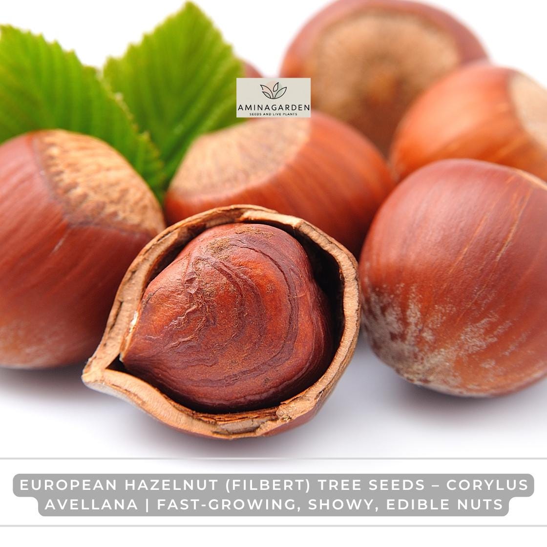 European Hazelnut (Filbert) Tree Seeds – Corylus avellana | Fast-Growing, Showy, Edible Nuts