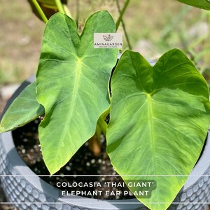 May include: Close-up of a Colocasia 'Thai Giant' Elephant Ear plant with large, heart-shaped green leaves. The plant is in a gray pot. The image includes the text "COLOCASIA 'THAI GIANT' ELEPHANT EAR PLANT".