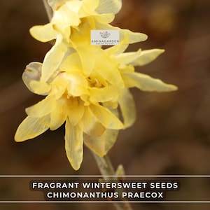 Fragrant Wintersweet Seeds – Chimonanthus Praecox – Showy Winter-Blooming Shrub, Hardy & Rare