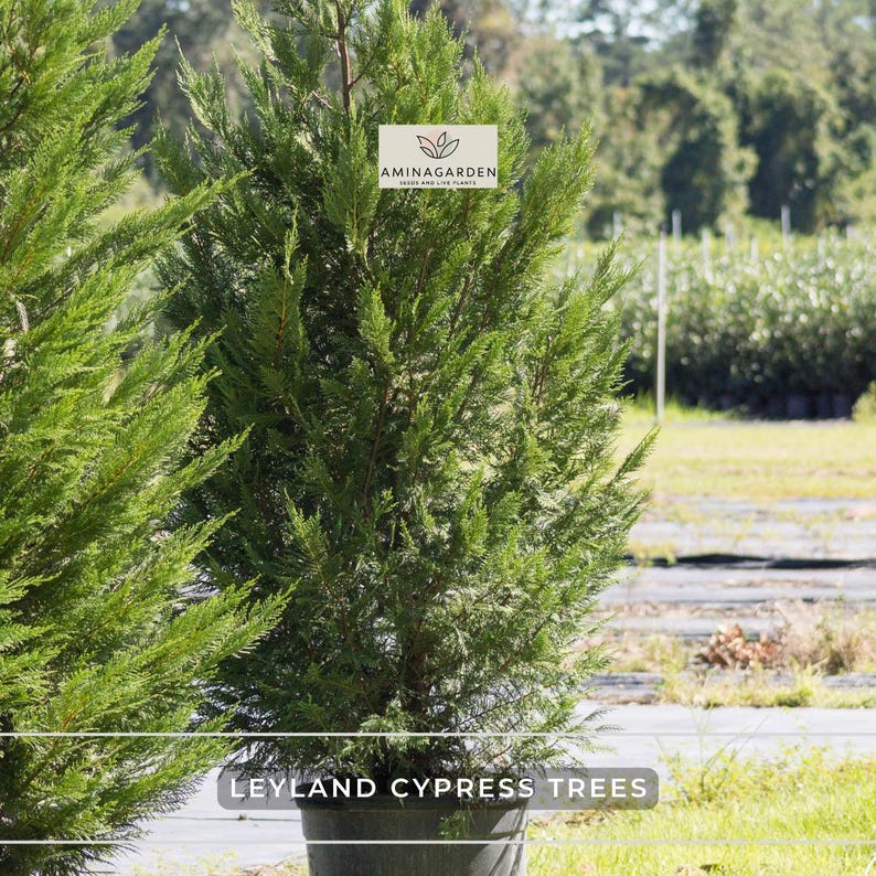 AminaGarden Leyland Cypress Trees - Thumbnail 4