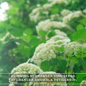 May include: Close-up of climbing hydrangea vine seeds, Hydrangea anomala petiolaris, with white flower clusters and green leaves. The image is slightly blurred, with the text "CLIMBING HYDRANGEA VINE SEEDS HYDRANGEA ANOMALA PETIOLARIS" at the bottom.