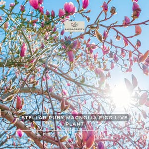 May include: A Stellar Ruby Magnolia Figo live plant with numerous pink flower buds on thin, light-colored branches against a bright blue sky. The Aminagarden logo is visible at the top center of the image with sunlight shining through.