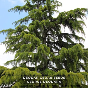 May include: A large Deodar Cedar tree with lush green foliage and a blue sky background. The image includes the text "DEODAR CEDAR SEEDS CEDRUS DEODARA".