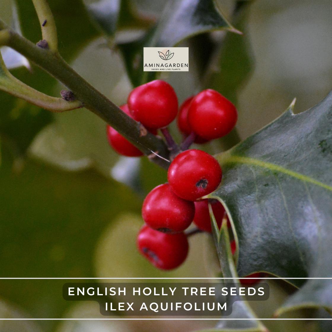 thumbnail image 2 of Ilex Aquifolium English Holly Seeds – Grow Your Own Classic Holly Tree 2 of 2