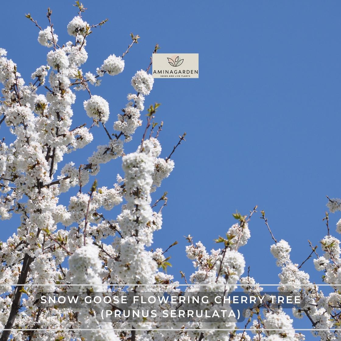 no.0209 スノーフレークとターコイズフラワー Snow Goose Cherry