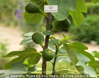 Brown Turkey Fig Tree – Ficus carica – Hardy Fruiting Live Fig Plant
