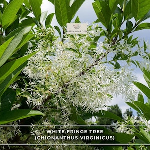 May include: A close-up of a White Fringe Tree (Chionanthus virginicus) with abundant, delicate white flowers. The tree's green leaves provide a backdrop to the cascading, fringe-like blooms. The image includes the text "White Fringe Tree (Chionanthus virginicus)" and the Aminagarden logo.