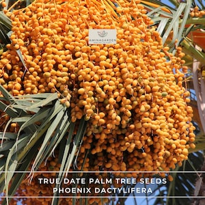 True Date Palm Tree Seeds – Phoenix Dactylifera | Edible, Evergreen Palm with Showy Form for Warm Climates