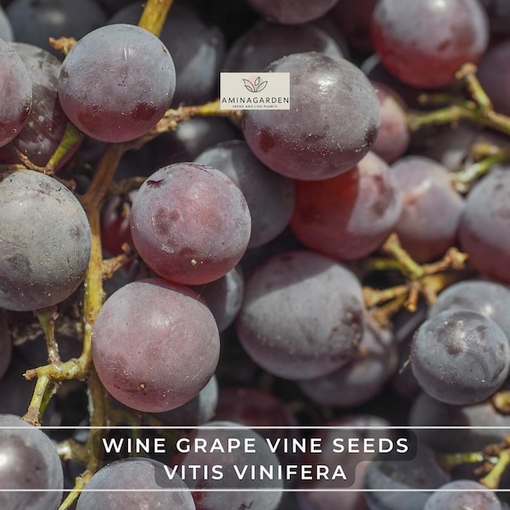 Wine Grape Vine Seeds: Vitis Vinifera, Edible Grapes - 20 Seeds - Etsy
