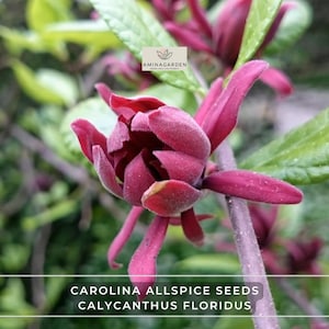 Carolina Allspice Seeds – Calycanthus Floridus | Fragrant Shrub with Showy Blooms & Colorful Fall Foliage