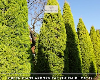 thuja smaragd zu eng gepflanzt Thuja "Smaragd" (100-120 cm) im Topf