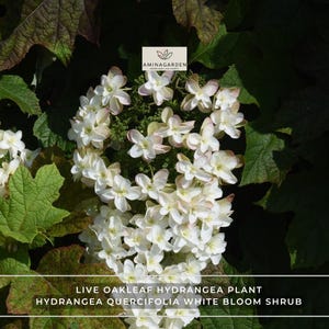 May include: A live oakleaf hydrangea plant with white blooms and green, lobed leaves. The text AMINAGARDEN is visible at the top, and the text LIVE OAKLEAF HYDRANGEA PLANT HYDRANGEA QUERCIFOLIA WHITE BLOOM SHRUB is visible at the bottom.