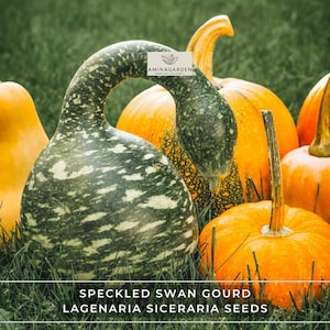 Speckled Swan Gourd – Lagenaria Siceraria Seeds (Unique Ornamental)
