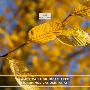 May include: Close-up of American Hornbeam tree leaves, showcasing vibrant yellow foliage against a blurred background. The image highlights the texture and color of the leaves, with the text "AMINAGARDEN" and "AMERICAN HORNBEAM TREE (CARPINUS CAROLINIANA)" visible.