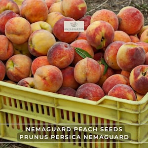 Nemaguard Peach Seeds – Prunus Persica Nemaguard | Fast-Growing Hardy Tree with Edible Fruit & Showy Blooms