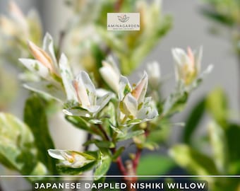 Live Japanese Dappled Nishiki Willow 1 Quart Pot - Pink Variegated Shrub & Tree Starter