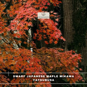 May include: A Dwarf Japanese Maple Mikawa Yatsubusa tree with vibrant orange and red palmate leaves. A white rectangular logo with the text AMINAGARDEN TREES AND LIVE PLANTS is visible. The text DWARF JAPANESE MAPLE MIKAWA YATSUBUSA is below.
