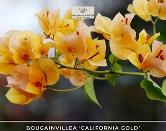 Sunrise Yellow Bougainvillea Trellis Vine EXPRESS SHIPPING