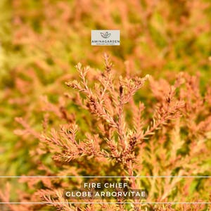 May include: Close-up of a Fire Chief Globe Arborvitae plant with vibrant orange and yellow foliage. The image features the Aminagarden logo in the top center and the plant's name at the bottom. The plant's texture and color are the focal point.